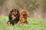 CAVALIER KING CHARLES 759
